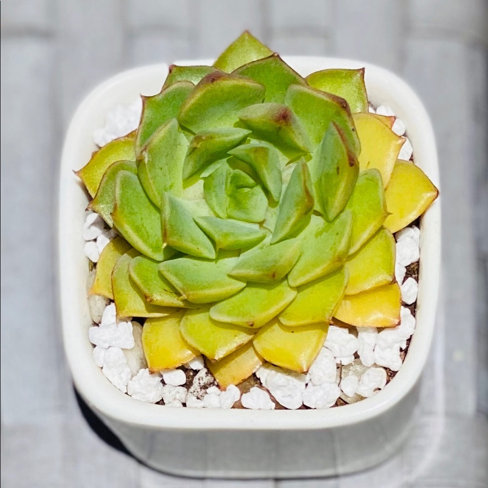 2 inch successful in white ceramic pot